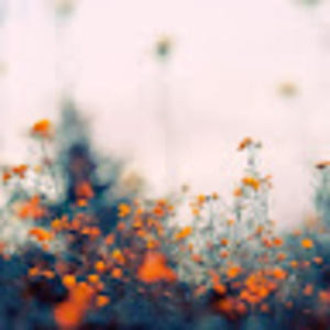 Meet your Posher, Phebe